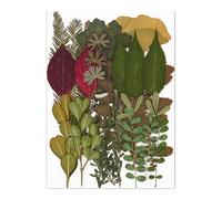 Zeizafa Juego de 30 hojas de flores secas prensadas naturales para hacer velas, joyas, manualidades, marcapáginas, manualidades, álbumes de recortes