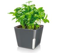 Zendea Maceta Cuadrada Negra para Plantas y Flores, 13 x 13 x 11 cm, Transparencia Lateral para el Cotrollo del Nivel del Agua - Fabricado en plástico Resistente es Ideal para tezzarra, jardín y