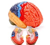 ZENFUN Modelo anatómico de cerebro humano de tamaño real, cerebro particionado codificado por colores, 2 partes, modelo de cerebro anatómicamente preciso para estudio de aula de ciencias, exhibición