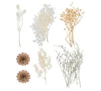 Zerodeko 1 Juego Flor Seca inmortalidad Flores secas del Arte del Clavo decoración Lavanda florero marcapáginas Flores prensadas para Resina pequeñas Flores secas para Resina Planta