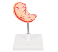 Zerodeko De Estómago: Detallado De Anatomía Gástrica Para Estudiantes Y Profesionales - Del Estómago En 3d Para El Aprendizaje De Biología Y Fisiología