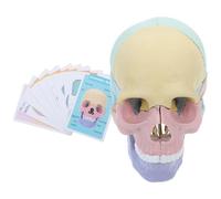 Zerodeko Diseño Desmontable Desmontable de Humano y Material Plástico para de Anatomía Adecuado para Enseñanza y