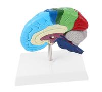 Zerodeko Modelo Anatómico Cerebral Hemisferio Derecho 1:1 Para Anatomía Humana Educativa, Modelo Didáctico Detallado Etiquetas, Uso Clases De Ciencias y Estudio Anatómico