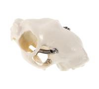 Zerodeko Modelo Anatómico de Esqueleto de Gato Detallado para Enseñanza y Decoración Figura Decorativa para Hogar Tanque de Peces y Halloween con Guía Anatómica Instructiva