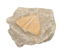 Zerodeko Muestra de Trilobite Natural Fosilizado, Especimen Biológico de Artrópodo Antiguo para Prácticas Docentes y Decoración, Modelo de Simulación Paleontológica, Forma y Color