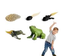 Zestivra Comprender el ciclo de crecimiento: Con las 5 etapas de la vida de una rana: huevos de rana, renacuajos pequeños, renacuajos traseros, ranas pequeñas, ranas grandes, el modelo de crecimiento