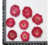 ZEYRU 30 Uds. De herbario de Plantas de Flores Rosas Chinas prensadas y secas para marcapáginas de joyería, Caja de teléfono para álbum de Recortes, Pantalla de lámpara, Postal, Bricolaje, Rojo