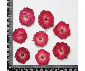 ZEYRU 30 Uds. De herbario de Plantas de Flores Rosas Chinas prensadas y secas para marcapáginas de joyería, Caja de teléfono para álbum de Recortes, Pantalla de lámpara, Postal, Bricolaje, Rojo