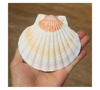 ZGHQHCDRH Conchas, Conchas de Vieira Grandes bicolores 10 a 11 cm, Procedentes la Playa, Ideales for Crear Manualidades y Decorar peceras
