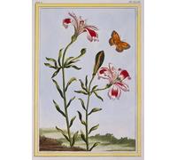 ZHAOSHAN Famoso Arte Impresión Impresion Lienzo il fiore maculato degli Incas di Pierre Buchoz para la Decoración del Hogar de la Oficina 60x90cm