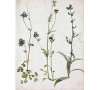 ZHAOSHAN Famoso Cartel del Lienzo Abstracto Cuadro Columbine Viole del pensiero e lingua di bue Primo quarto di Albrecht Dürer para Decoración de Paredes 60x90cm