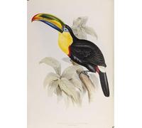 ZHAOSHAN Famoso Cuadro Pared Vintage Clásicas Poster Animal Bird una monografia dei Ramphastidae o famiglia dei tucani di John Gould para Decoración de dormitorio 60x90cm