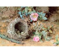 ZHAOSHAN Famoso Cuadro Pared Vintage Clásicas Poster Rose selvatiche e nidi di uccelli di William Henry Hunt para Decoración de dormitorio 60x90cm