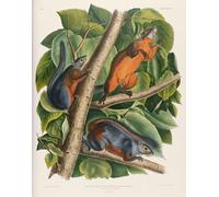 ZHAOSHAN Pinturas Famosas Impresión Póster Arte de Graffiti Scoiattolo dal ventre rosso di John Audubon para la Decoración del Hogar de la Oficina 60x90cm