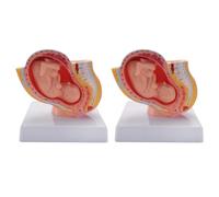 Zhdbchyuu 2X Embarazo Humano Desarrollo Fetal 9º Mes Modelo Pélvico Embrionario Feto Embarazo Anatomía Modelo de Placenta