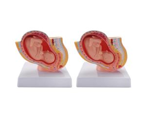 Zhdbchyuu 2X Embarazo Humano Desarrollo Fetal 9º Mes Modelo Pélvico Embrionario Feto Embarazo Anatomía Modelo de Placenta