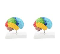 Zhdbchyuu 2X Hemisferio Derecho del Cerebro Modelo de Cuerpo Humano Educación Modelo de Cerebro 1:1 para Estudiantes Enseñanza Estudio Modelo de Ensamblaje