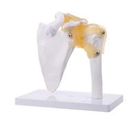 ZHOUYQX Anatomía Humana Funcional anatómica de tamaño Natural Esqueleto Hombro Articulación Hueso Músculo