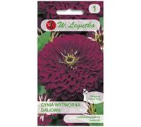 Zinnia elegante dahlia Violet Queen - violeta