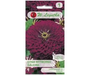 Zinnia elegante dahlia Violet Queen - violeta