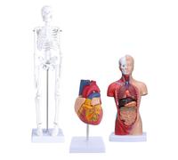 Zisemeil Kit de Modelo de Cuerpo Humano, Modelo de Esqueleto de Torso de Corazón, Pintura en Color Fácil de Limpiar, PVC Ecológico para Presentación de Cursos de Salud