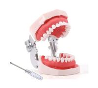ZITREOXN - Modelo de dientes dentales de tipodonto, completamente desmontables, modelo de 28 dientes, adecuado para enseñar, practicar y estudiar, viene con un pequeño destornillador