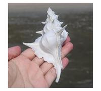 ZIUBMVDYC Caracolas Gigantes de 12 a 13 cm, 4 a 5 Pulgadas, perfectas for Fiestas temáticas y Decoraciones del hogar -Conchas Marinas Naturales(12 to 13cm)