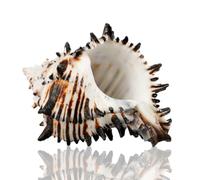 ZIUBMVDYC Caracolas Marinas Gigantes de 7 a 12 cm, Conchas Raras, perfectas for Bodas y Decoraciones del hogar -Conchas Marinas Naturales(7~8cm)