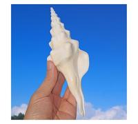 ZIUBMVDYC Conchas Marinas Gigantes de 13 a 14 cm, caracolas enormes, perfectas for la decoración del hogar, peceras y Fiestas temáticas -Conchas Marinas Naturales