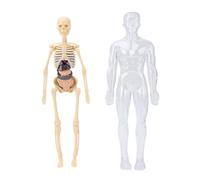 ZJchao Kit de Estudio Interactivo de Fisiología de Anatomía del Modelo de Cuerpo Humano con Esqueleto Fluorescente, órganos y Huesos Extraíbles para Niños, Estudiantes de Medicina,