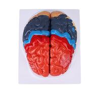 ZJchao Modelo Cerebral, Modelo de Cerebro Humano Anatómico Modelo de Cerebro Anatomía de la Arteria Cerebral Cerebro Particionado con el Modelo de Cerebro Derecho Ensamblado para el