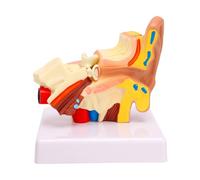 ZJchao Modelo de Anatomía del Oído Humano Ampliado 1,5 Veces, Estructura del Oído Interno Medio Externo Izquierdo con Base para Educación de Anatomía