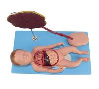 ZJFHEYUO Infant Simulator - Life Size Baby Nursing Training Mannequin with Umbilical Cord and Placenta for Real Care Training