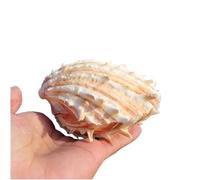 Zjpgcsdsc Concha de mar Conchas Marinas Naturales Grandes,Conchas Concha de caracola Grande Natural 10-13 cm for Decoraciones del hogar,Manualidades de Bricolaje(10~11cm)