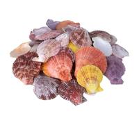 Zliger 65 Pieza Conchas de Mar Decoracion Concha De Vieira Pequeña Vieiras De Caracol Natural Blancas Conchas para Colgantes, Manualidades, Decoración O Fabricación De Joyas DIY Decoraciones