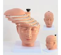 ZMJGLL Modelo de sección Transversal del Cerebro Humano, 12 Piezas, Desmontable, con identificación Digital, para enseñanza y exhibición, Material didáctico versátil.