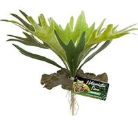 Zoo Med Fern Staghorn