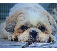 ZOZOIN Kits de pintura por números, Shih Tzu, lindo perro, pintura por números, para adultos y niños, kit de regalo de pintura al óleo de 40 x 50 cm