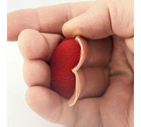 ZQION Sanada Gimmick Rutinas Trucos de Magia Increíble Escenario Primer Plano Magia Aparece Desapareciendo Magia Ilusión Gimmick Accesorios Magia