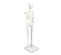 Zunate Modelo de Esqueleto Humano de Tamaño Natural 45 Cm |Patas de Brazos Móviles de PVC con Soporte para Estudiantes de Medicina, Artistas, Quiroprácticos, Fisioterapeutas, Aula