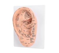 Zunate Modelo de Puntos de Presión de Acupuntura de Oreja de 22 Cm para Enseñar Técnicas de Terapia Auricular en Escuelas y Salones