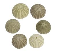 ZUNOXAZ 6 Piezas Conjunto de Conchas Naturales de Erizo de Mar para Decoración de Playa Soporte Colgante para Plantas de Aire para Manualidades y Fiestas Temáticas Marinas
