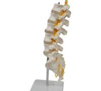 Zwfjcmsa Equipo de enseñanza modelo de columna lumbar de 5 segmentos con accesorio sacro, exhibición ortopédica de enseñanza, ayuda de enseñanza fácil de instalar