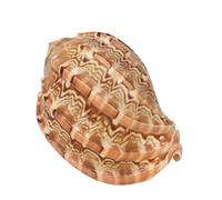 ZWTPGKRD Decoración de acuario con forma de caracola de arpa natural, adorno temático de peces para pecera, accesorios para betta pequeña, 3 tamaños