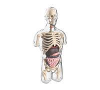 Zxpjkyu Modelos 3D Del Cuerpo Humano para Demostraciones en : Modelo de Torso para Educación Preescolar.