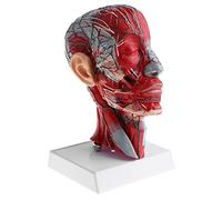 Zxpjkyu Plano Sagital 1:1 Cabeza Humana Vaso Nervio Arterias