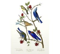 ZYHDK 1500 Piezas - Fotos - Gifts - Irregular Rompecabezas - Vintage Birds Art Póster - Juguetes Desafiantes Y Divertidos para Toda La Familia - Alzheimer Games For Adults - Kz231Dw