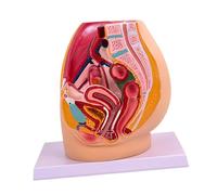 ZYIHNIRB Modelo Reproductivo de La Pelvis Urinario Reproductivo Estructura Detallada Escuela Funcional Ligero Etiquetado por Colores, Femenino