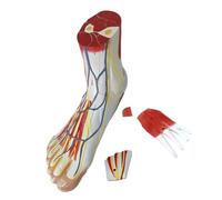 ZYMIADOU Modelo preciso de anatomía del pie con músculos vasos sanguíneos S Bone PVC para entrenamiento médico, modelo de anatomía del pie para enseñanza