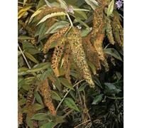 ZZYGGN GMGSW Póster de Lucian Freud《Jardín desde la ventana》Pintura Arte mural vintage Lucian Freud Grabados en lienzo abstracto Imagen para decoración de oficina 40x55cm Sin marco